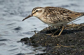 Broad-billed Sandpiper