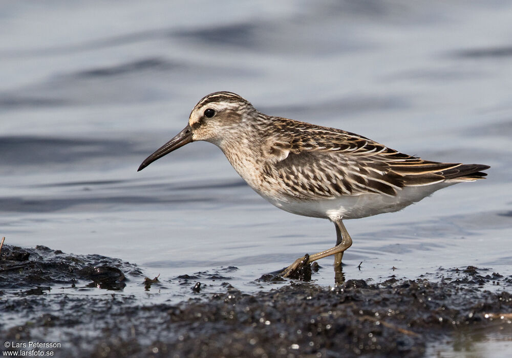 Broad-billed Sandpiper