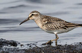 Broad-billed Sandpiper