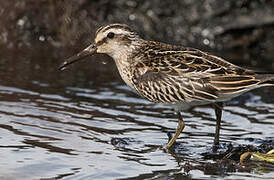 Broad-billed Sandpiper