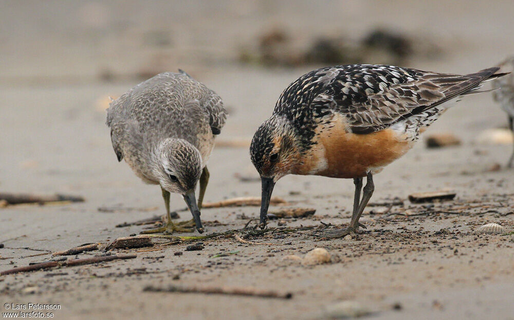 Red Knot