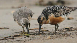 Red Knot