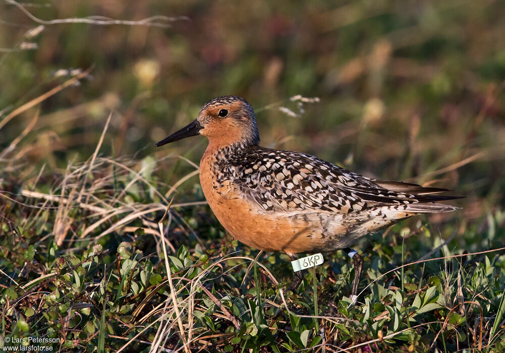 Bécasseau maubèche