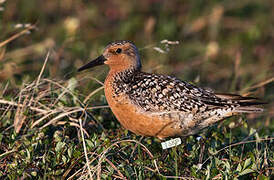 Red Knot