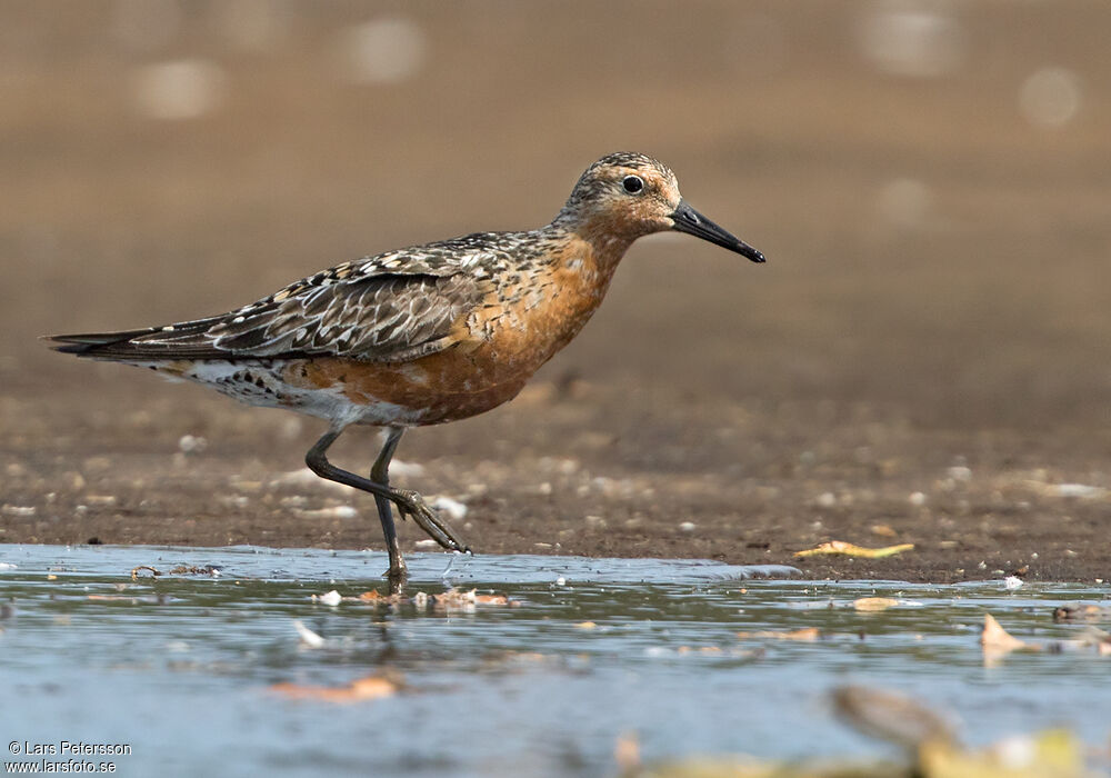 Red Knot