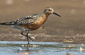 Red Knot