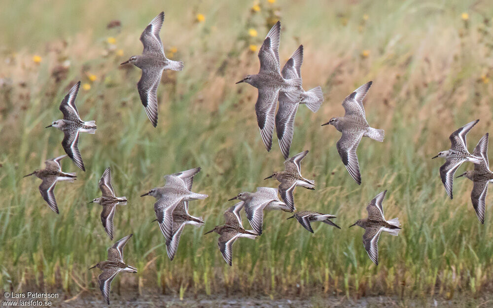 Red Knot