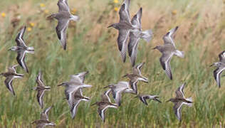 Red Knot