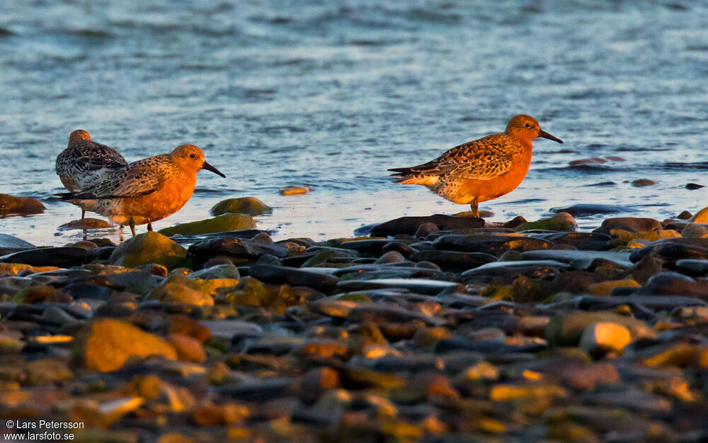 Red Knot