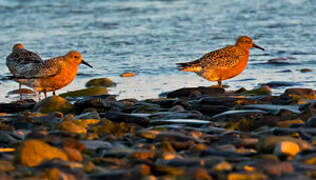 Red Knot