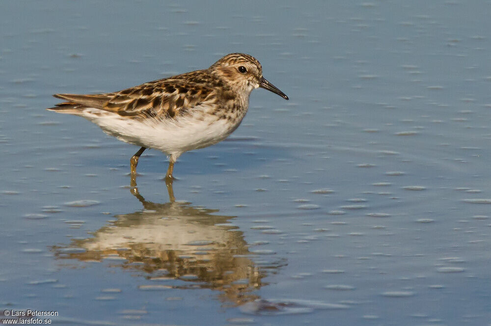 Least Sandpiper