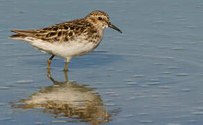 Least Sandpiper