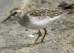 Least Sandpiper