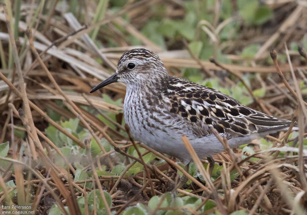 Bécasseau minusculeadulte nuptial, identification