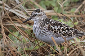 Least Sandpiper