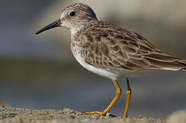 Least Sandpiper