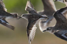 Little Stint