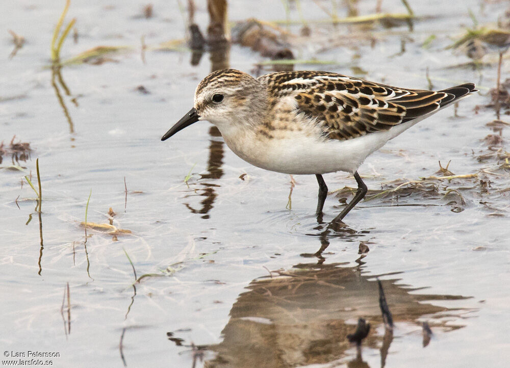 Little Stint