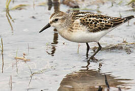 Little Stint