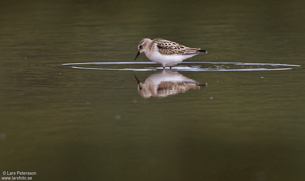 Little Stint