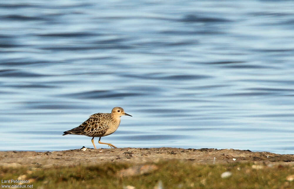 Buff-breasted Sandpiper, habitat, pigmentation, Behaviour