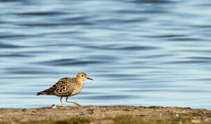 Buff-breasted Sandpiper