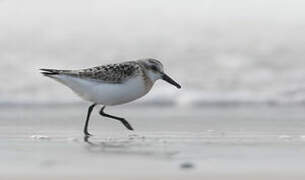 Bécasseau sanderling