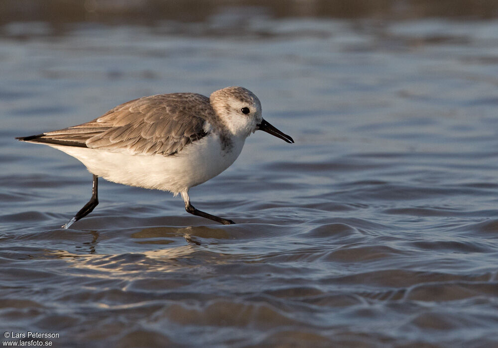 Sanderling