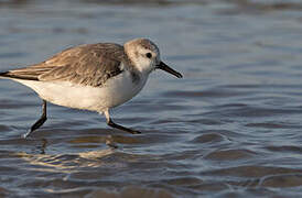 Bécasseau sanderling