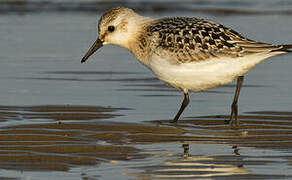 Bécasseau sanderling