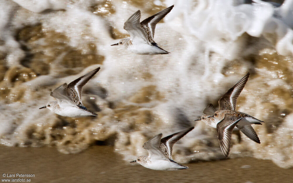 Sanderling