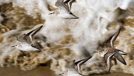 Bécasseau sanderling