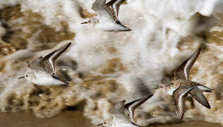 Sanderling