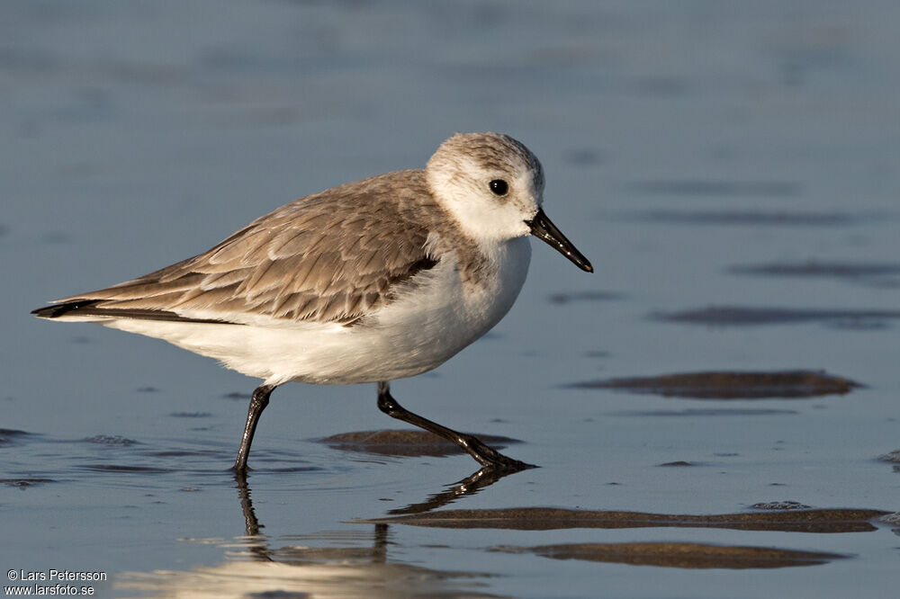 Bécasseau sanderling