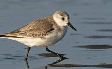 Bécasseau sanderling