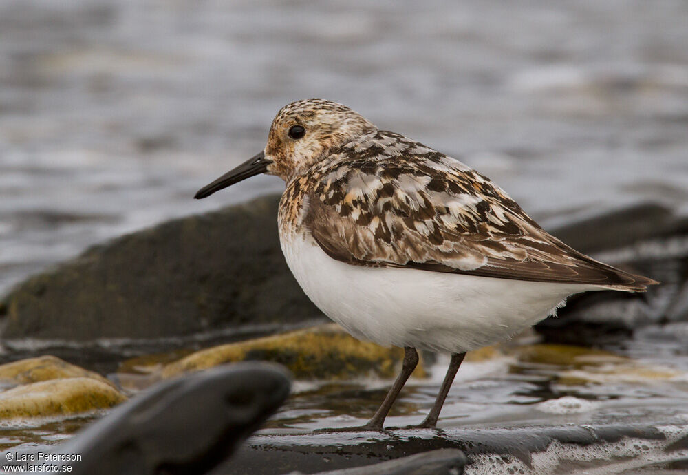 Sanderling