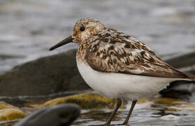 Sanderling