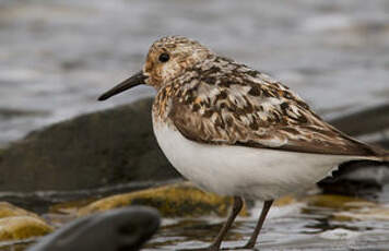 Bécasseau sanderling