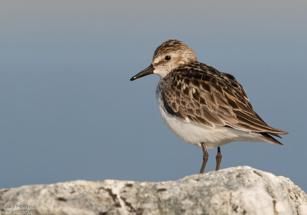 Semipalmated Sandpiper