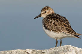 Semipalmated Sandpiper