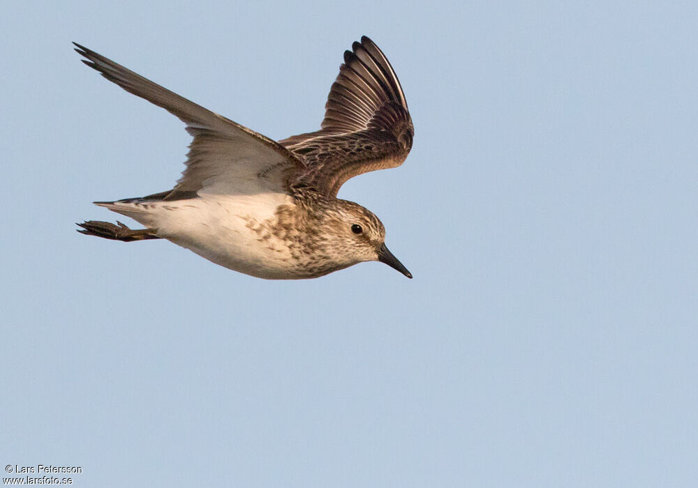 Semipalmated Sandpiper