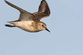 Semipalmated Sandpiper