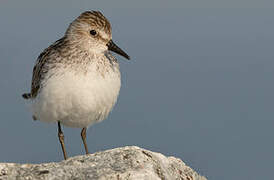 Semipalmated Sandpiper