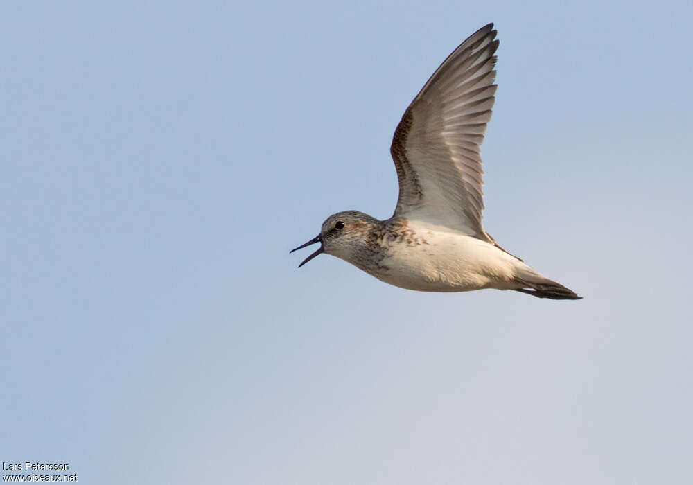 Semipalmated Sandpiperadult breeding, Flight, song