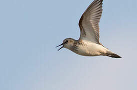 Semipalmated Sandpiper