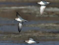 Semipalmated Sandpiper