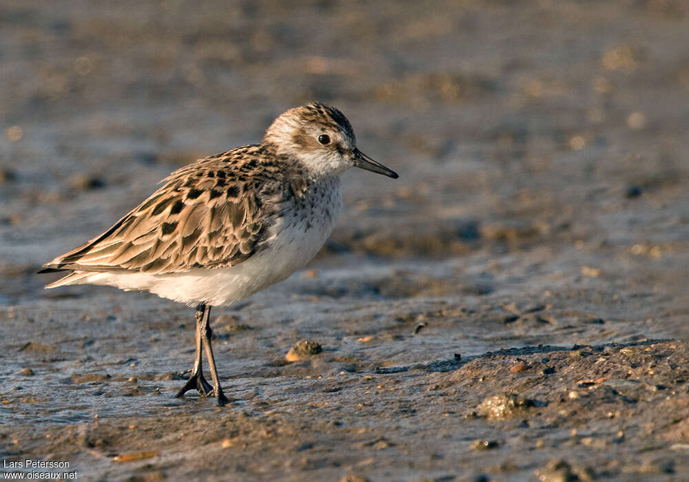 Bécasseau semipalméadulte nuptial, identification