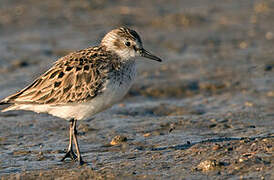 Semipalmated Sandpiper