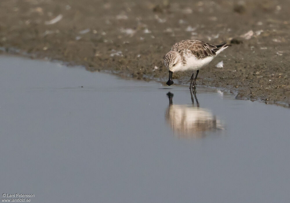 Spoon-billed Sandpiper