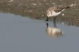 Spoon-billed Sandpiper